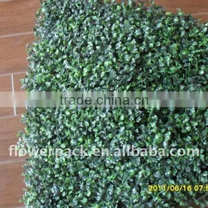 Betel Leaves thumbnail-1