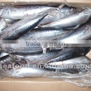 Frozen Bonito 500-750g, 750g+ Whole and Round thumbnail-1