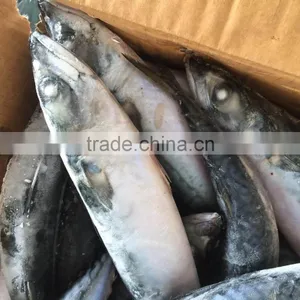 2016 NEW HOT SALE SHIPFROZEN &SeaFrozen Pacific Mackerel 200-300g thumbnail-2