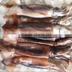 Frozen Squid Frozen Illex Argentinus Squid thumbnail-1
