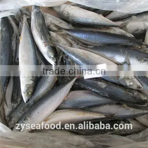 2017 New Arrived Great Pacific Mackerel thumbnail-3