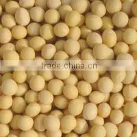Soybean thumbnail-1