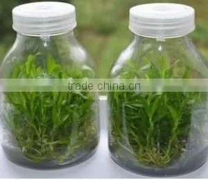 Tissue Culture Bottle thumbnail-1