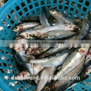 Land Frozen Sardine Sardinella Lemuru for Bait With Size 90 Pcs thumbnail-1