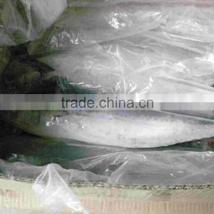 Frozen Spanish Mackerel King Fish for Sale thumbnail-6