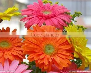 Fresh Cut Flowers Types of Fresh Flower Gerbera Floer thumbnail-5