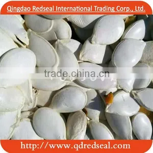 Pumpkin Seed thumbnail-1