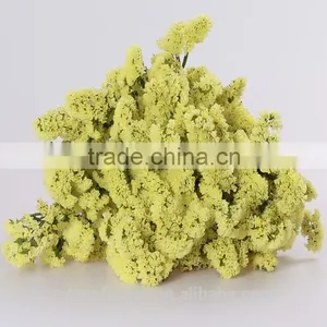 Supply Gypsophila Million Stars Cutting New Gypsophila With 1kg/bundle From Yunnan, China thumbnail-1