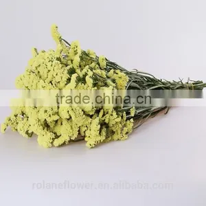 Supply Gypsophila Million Stars Cutting New Gypsophila With 1kg/bundle From Yunnan, China thumbnail-4