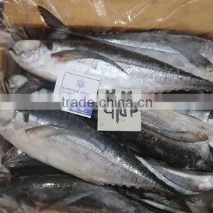 HORSE MACKEREL thumbnail-3