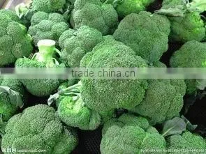Frozen Broccoli Florets High Quality Green and Healthy thumbnail-1