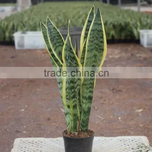 Sanseveria Like the Sun Warm thumbnail-1