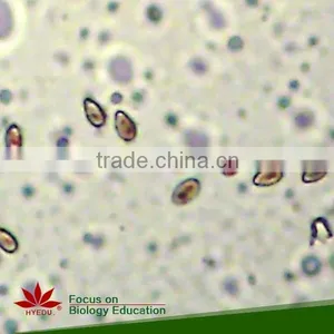 Hot Sale 50pcs Student Mixed Microscope Prepared Slides Set thumbnail-1