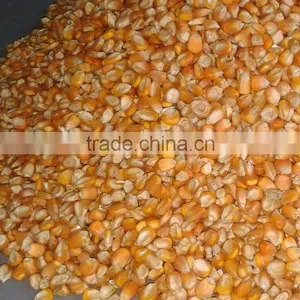 Yellow Corn , Yellow Maize , Non GMO Yellow Corn thumbnail-1
