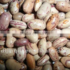 Pinto Beans 2011 Crop thumbnail-1