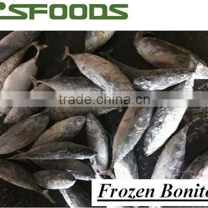 Frozen Bonito WR thumbnail-1