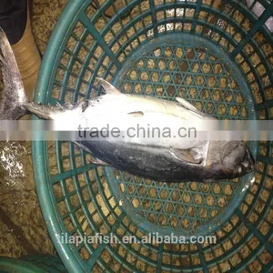 Frozen Bonito Fish for Sale China Origin thumbnail-1