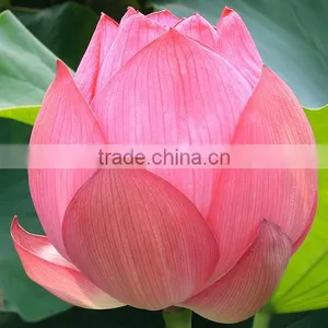 FRESH LOTUS ( PINK , WHITE ) thumbnail-3