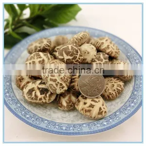 Antumn Planting Log Thick Shiitake Mushroom Spawn thumbnail-4