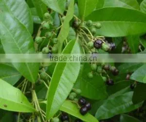 BULK PIMENTO BERRY OIL thumbnail-3