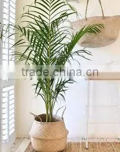 Indoor Plants Basket/Seagrass Storage Basket/Seagrass Belly Basket thumbnail-4