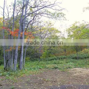 Lower Hirafu 24 thumbnail-1