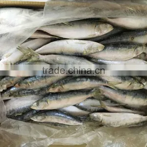Frozen Sardine Fish thumbnail-2
