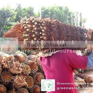 Cycas Revoluta 80cm Trunk Height thumbnail-1