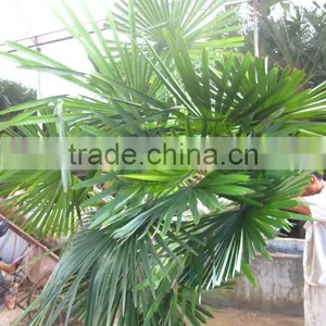 Trachycarpus Fortunei Windmill Palms Good Leaves thumbnail-1