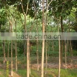 Tabebuia Yellow Flower Plants thumbnail-1