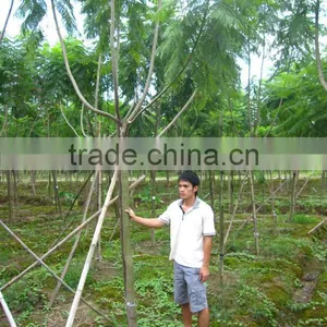 Jacaranda Acutifolia Blue Flower Tree thumbnail-2