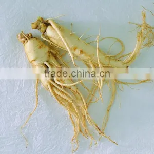 Ginseng, Raw Panax, Panax Ginseng, Ginseng Root thumbnail-1