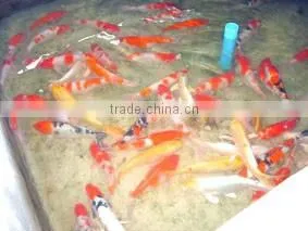 Koi Fish Farm From Thailand thumbnail-1