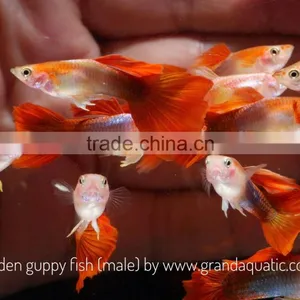 Golden Guppy for Freshwater Aquarium Fish Export Company From Thailand thumbnail-1