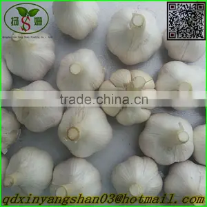 (HOT) Fresh Tomato Export From China thumbnail-5