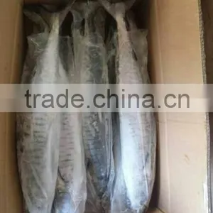 Frozen Spanish Mackerel 2/3kg thumbnail-1