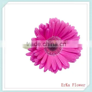 Hot Sale Fresh Cut Multicolored Gerbera Flowers For Wholesale thumbnail-5