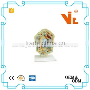 V-AM005 Animal Model Cell Structure thumbnail-1