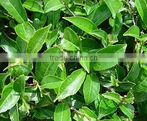 Camellia Sinensis thumbnail-1