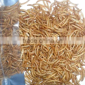 Good Quality Mealworm Treats thumbnail-5