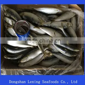 Frozen Sardine Fish 70pcs thumbnail-1