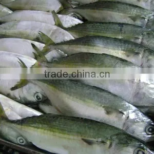 INDIAN MACKEREL thumbnail-1