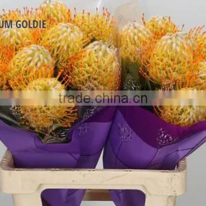 LEUCOSPERMUM GOLDIE thumbnail-1
