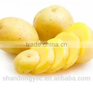 2016 New Crop Fresh Potato thumbnail-4
