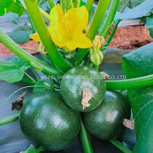 Dark Green Round Shape Hybrid Squash Seeds With Good Package thumbnail-1