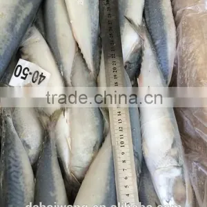 BQF Whole Round Pacific Mackerel Size 40 - 50 Pcs /g thumbnail-6