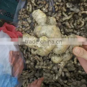 VIETNAM FRESH GINGER ON SALE thumbnail-2