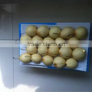Ya Pear New Crop Fresh Pear Wholsale thumbnail-5
