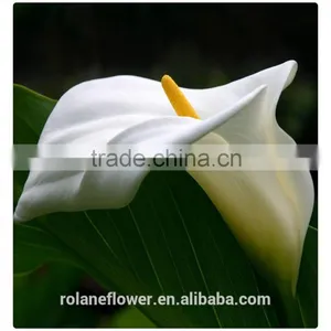 Beautiful Natural Fresh Cut Colorful Calla Lily Flowers for Decoration thumbnail-5