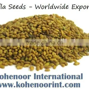 Alfalfa Seeds Kohenoorint thumbnail-1